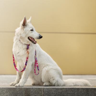 Le Berger Blanc Suisse : un chien attentionn au temprament doux