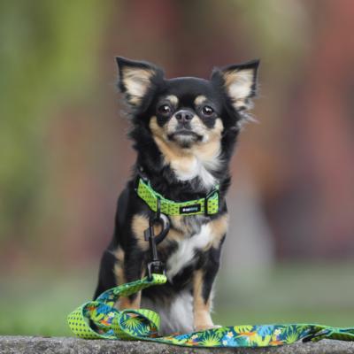 Le Chihuahua : un mini-thrapeute empathique et intelligent