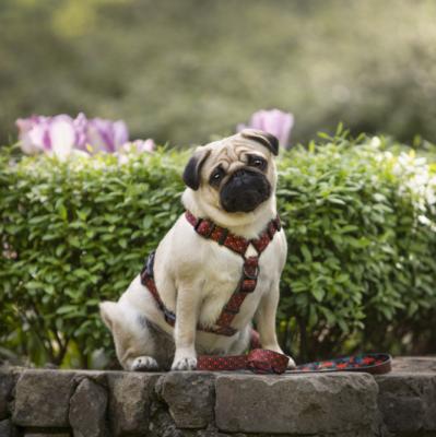 Comment bien choisir la couleur des accessoires pour un chien claire beige ou sable?