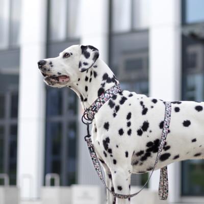 Le Dalmatien : un chien sensible et dbordant dnergie