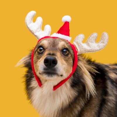 Ides des cadeaux de Nol pour gter son chien : Offrez-lui des ftes inoubliables !