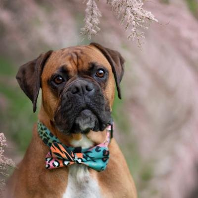 Le Boxer : un chien de garde attentif et protecteur
