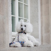 ORANGE SPLASH collier fun pour chien