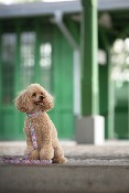 LOVELY FLOWER collier pour chien à fleurs