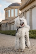 GRAPHIC STYLE collier chien noir et blanc