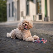  SUNSET TIME collier mode pour chien